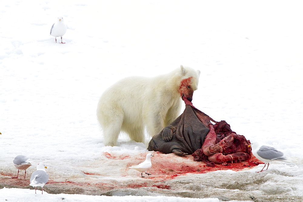 A younger polar bear (Ursus maritimus) scavenging a fresh bearded seal kill, Monacobreen Glacier, Spitsbergen, Norway