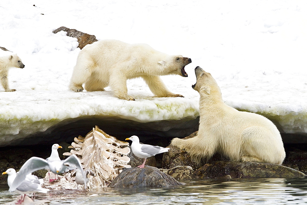 Two young polar bears (Ursus maritimus) in territorial disputel near Monacobreen Glacier, Spitsbergen in the Svalbard Archipelago, Norway