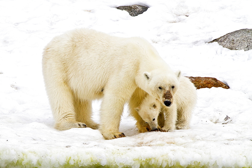 Polar bears (Ursus maritimus) adult and cub in snow. Monacobreen Glacier, Spitsbergen in the Svalbard Archipelago, Norway