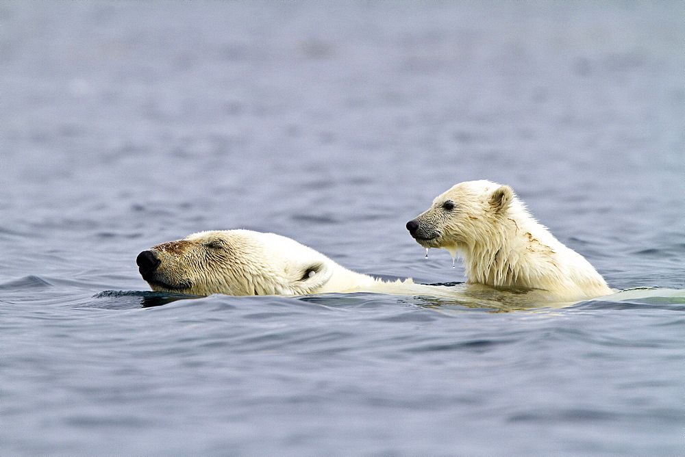 Polar bears (Ursus maritimus) adult and cub swimming. Monacobreen Glacier, Spitsbergen in the Svalbard Archipelago, Norway