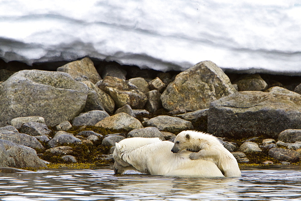 Polar bears (Ursus maritimus) adult and cub swimming. Monacobreen Glacier, Spitsbergen in the Svalbard Archipelago, Norway