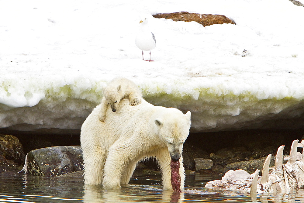 Polar bears (Ursus maritimus) adult and cub hunting, Monacobreen Glacier, Spitsbergen in the Svalbard Archipelago, Norway