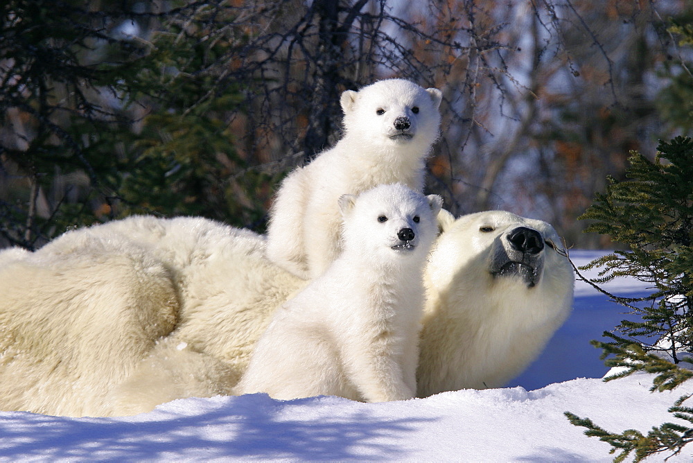 Mother Polar Bear (Ursus maritimus) with 3 month old cubs near Wapusk Park, northern Manitoba, Canada.