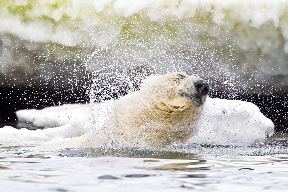 Polar bear (Ursus maritimus) adult in water. Monacobreen Glacier, Spitsbergen in the Svalbard Archipelago, Norway