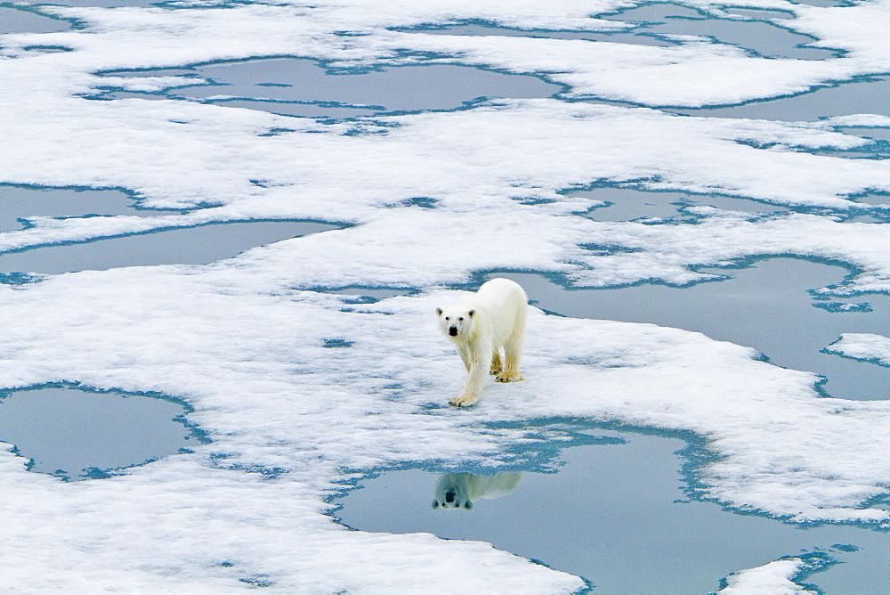 Polar bear (Ursus maritimus) adult on snow, Monacobreen Glacier, Spitsbergen in the Svalbard Archipelago, Norway