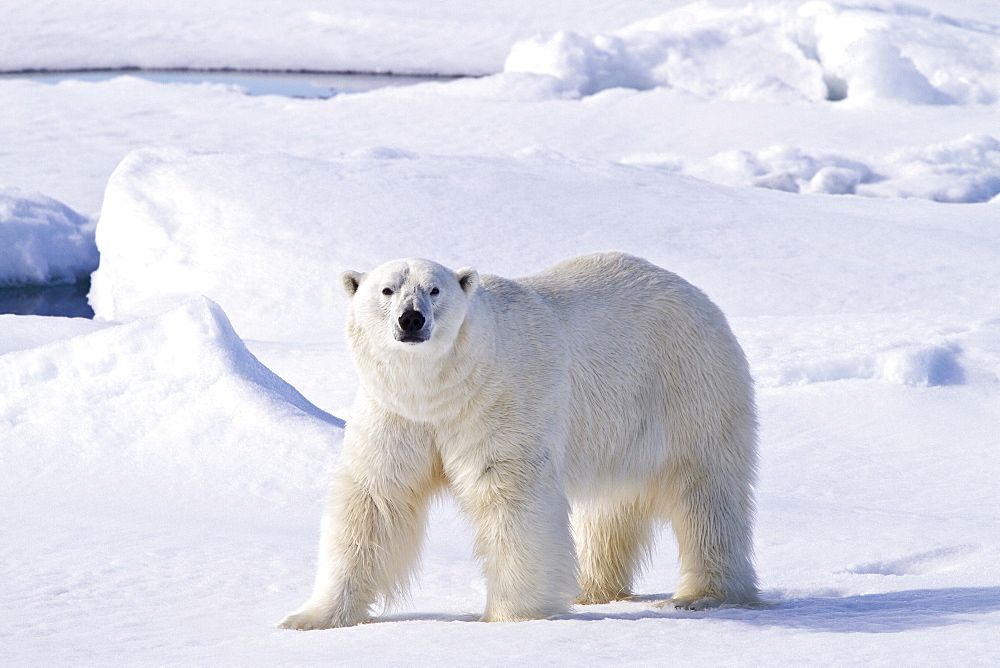 Adult male polar bear (Ursus maritimus) on multi-year ice floes in the Barents Sea off the eastern coast of Spitsbergen in the Svalbard Archipelago, Norway