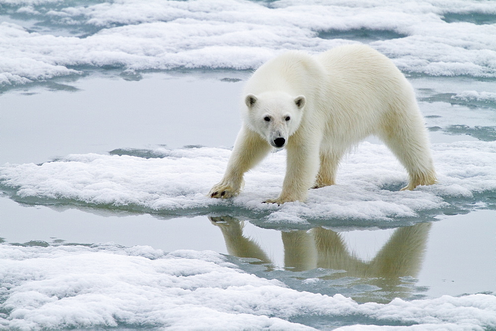 A curious young polar bear (Ursus maritimus) approaches the National Geographic Explorer in Woodfjorden, Spitsbergen, Svalbard Archipelago, Norway