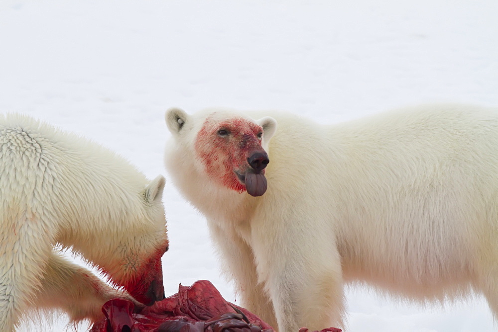 Two young polar bears (Ursus maritimus) feeding side-by-side on a fresh bearded seal kill near Monacobreen Glacier, Spitsbergen, Svalbard Archipelago, Norway