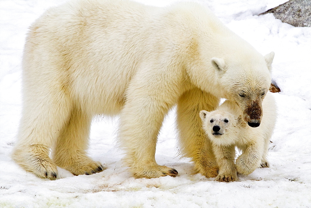 Polar bears (Ursus maritimus) adult and cub in snow. Monacobreen Glacier, Spitsbergen in the Svalbard Archipelago, Norway