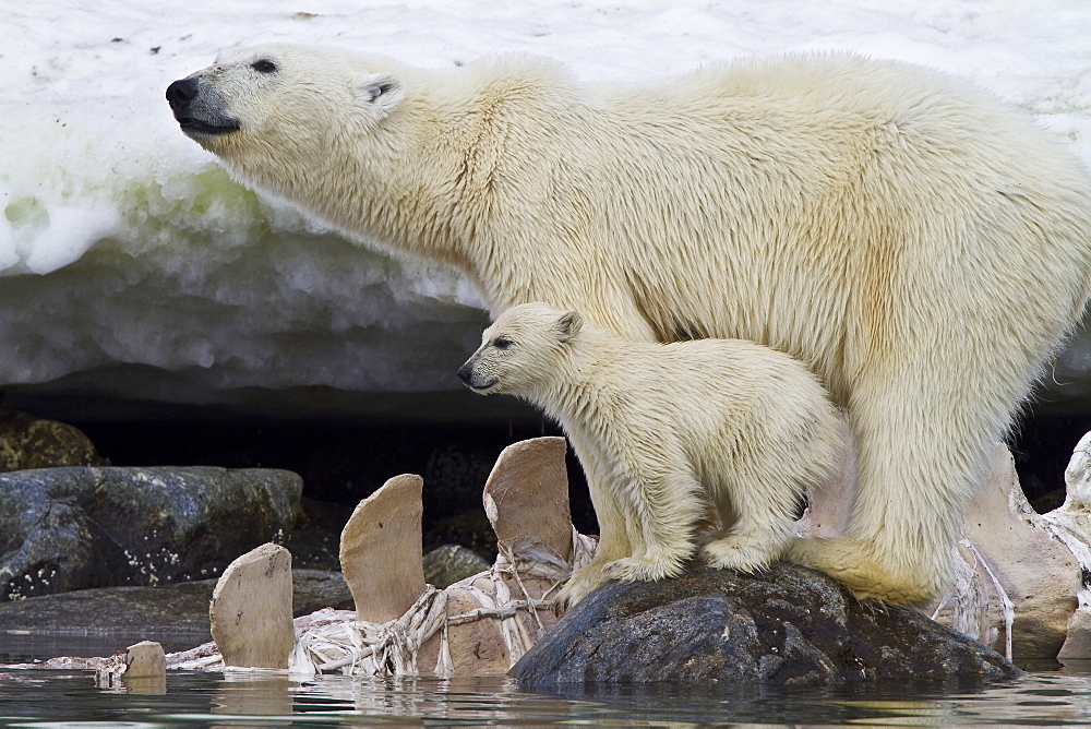 Polar bears (Ursus maritimus) adult and cub hunting, Monacobreen Glacier, Spitsbergen in the Svalbard Archipelago, Norway