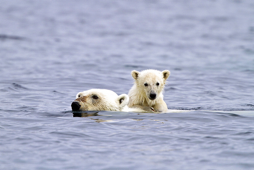 Polar bears (Ursus maritimus) adult and cub swimming. Monacobreen Glacier, Spitsbergen in the Svalbard Archipelago, Norway