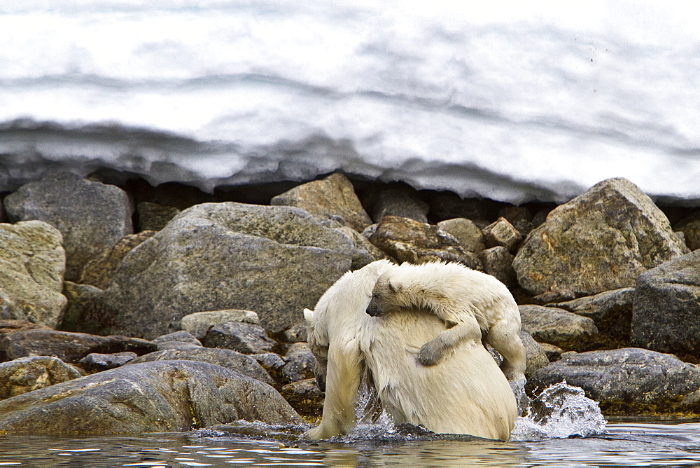 Polar bears (Ursus maritimus) adult and cub hunting, Monacobreen Glacier, Spitsbergen in the Svalbard Archipelago, Norway