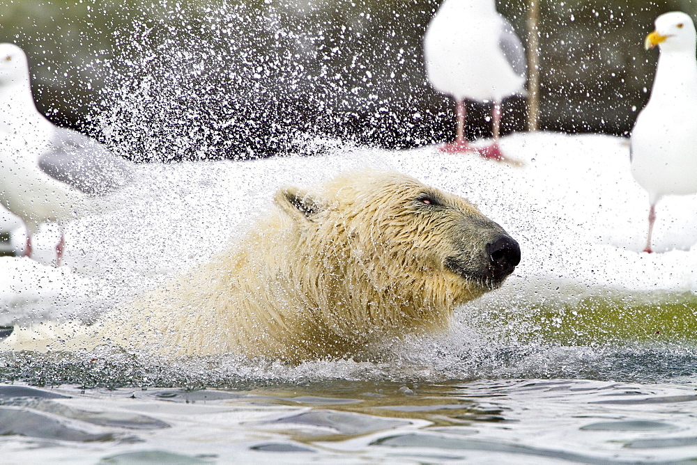 Polar bear (Ursus maritimus) adult in water. Monacobreen Glacier, Spitsbergen in the Svalbard Archipelago, Norway