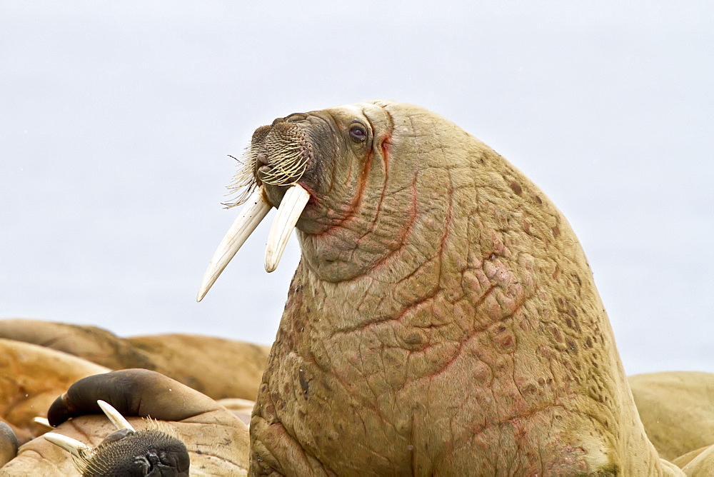 Adult male walrus (Odobenus rosmarus rosmarus) Spitsbergen in the Svalbard Archipelago, Norway.