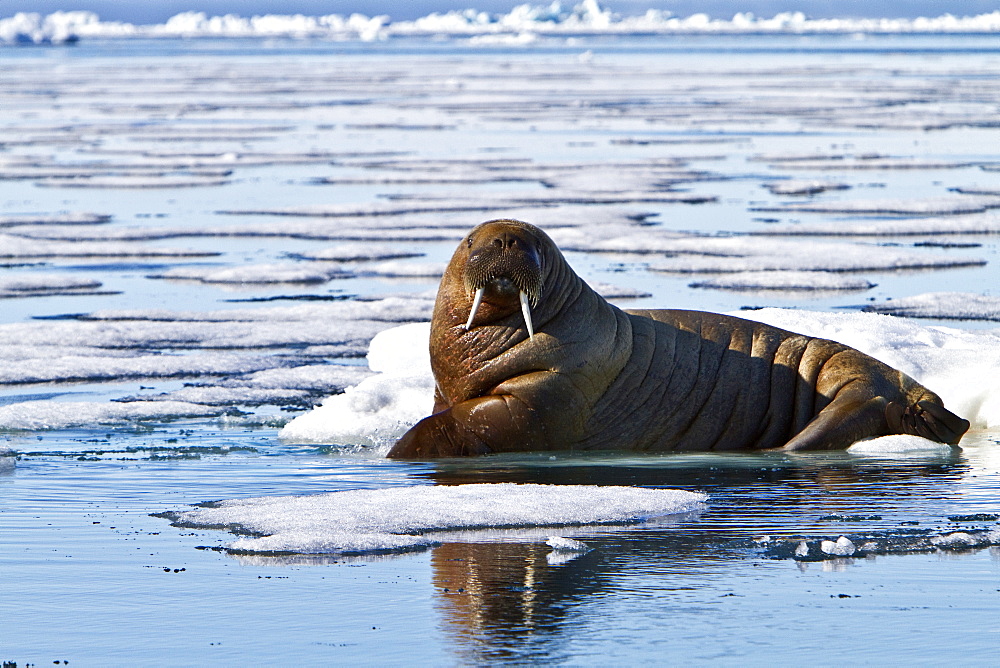 Adult male walrus (Odobenus rosmarus rosmarus) Spitsbergen in the Svalbard Archipelago, Norway.