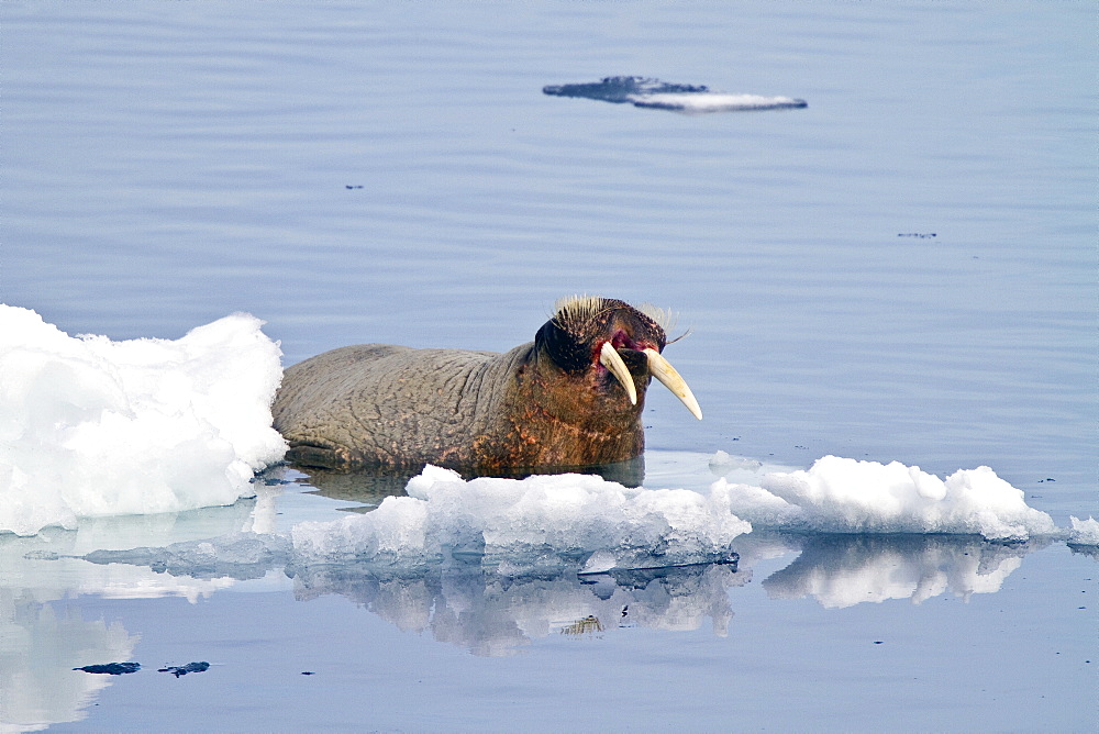 Adult male walrus (Odobenus rosmarus rosmarus) Spitsbergen in the Svalbard Archipelago, Norway.