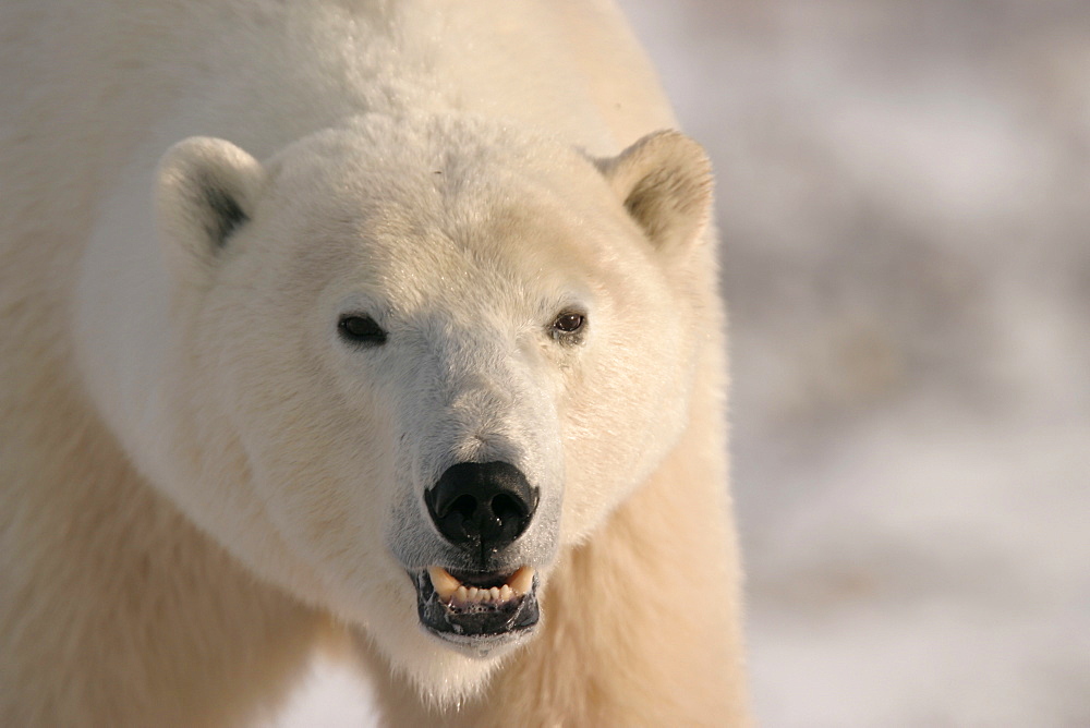 Adult male Polar Bear, Ursus maritimus, (head detail) near Churchill, northern Manitoba, Hudson Bay, Canada