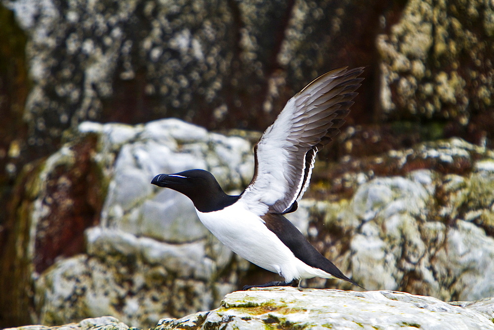 Adult Razorbill (Alca torda) in the Svalbard Archipelago, Norway