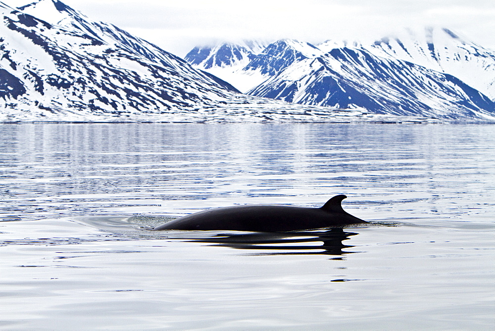 Adult common (northern) minke whale (Balaenoptera acutorostrata) sub-surface feeding in the rich waters of Woodfjord, Spitsbergen, Svalbard Archipelago, Norway