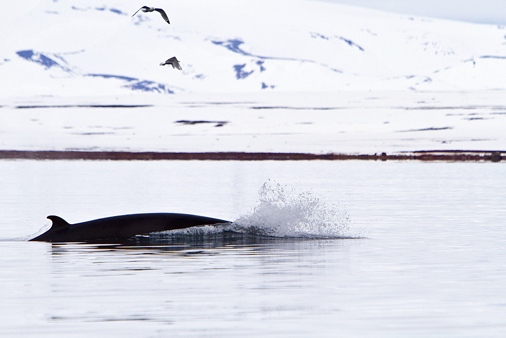 Adult common (northern) minke whale (Balaenoptera acutorostrata) sub-surface feeding in the rich waters of Woodfjord, Spitsbergen, Svalbard Archipelago, Norway