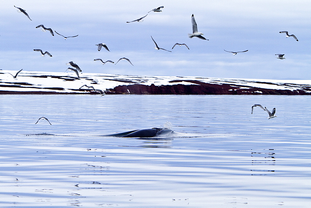 Adult common (northern) minke whale (Balaenoptera acutorostrata) sub-surface feeding in the rich waters of Woodfjord, Spitsbergen, Svalbard Archipelago, Norway