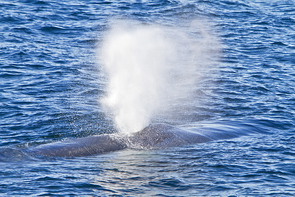 A rare sighting of an adult blue Whale (Balaenoptera musculus) sub-surface, Spitsbergen, Norway