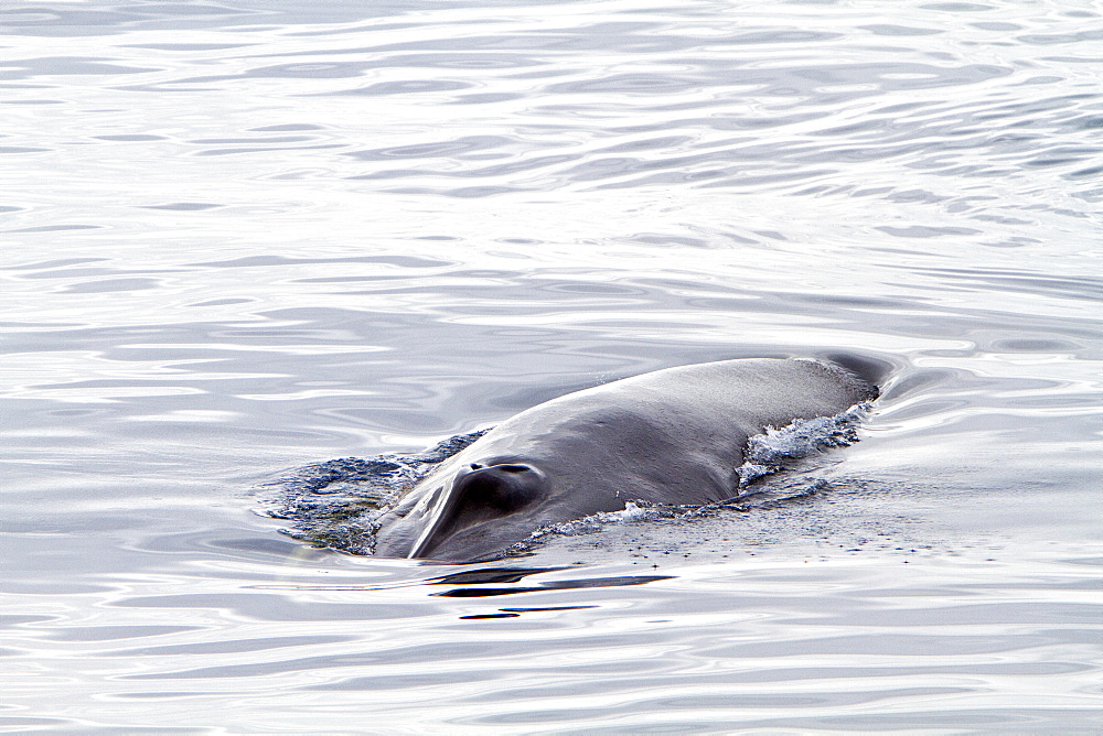 Adult fin whale (Balaenoptera physalus) sub-surface feeding in the rich waters off the continental shelf, Spitsbergen, Svalbard Archipelago, Norway