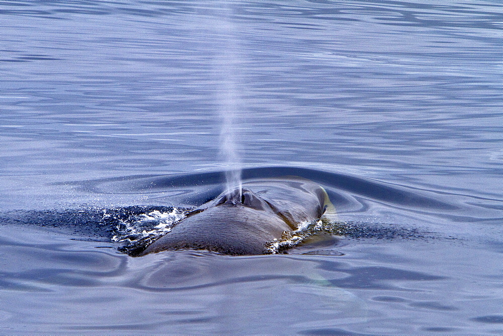 Adult fin whale (Balaenoptera physalus) sub-surface feeding in the rich waters off the continental shelf, Spitsbergen, Svalbard Archipelago, Norway