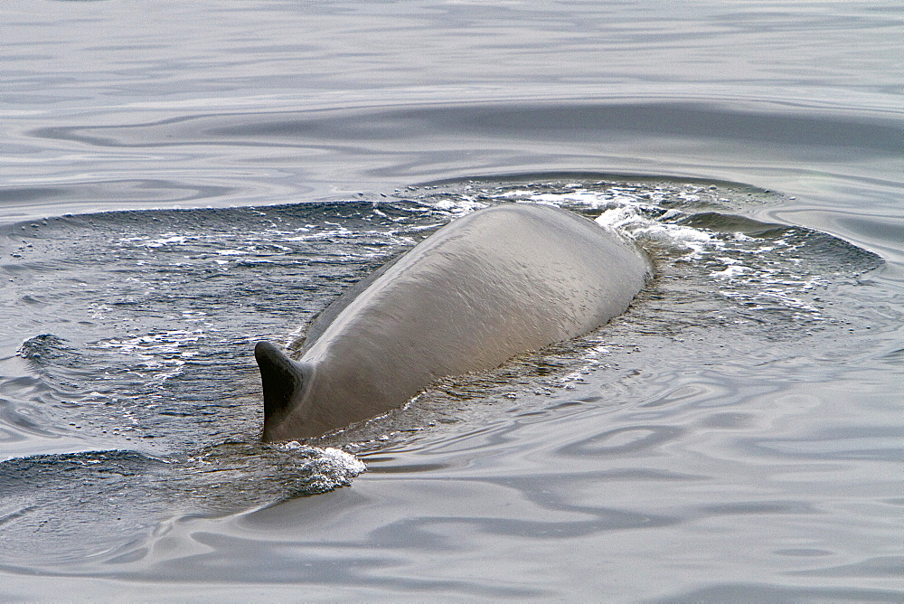 Adult fin whale (Balaenoptera physalus) sub-surface feeding in the rich waters off the continental shelf, Spitsbergen, Svalbard Archipelago, Norway