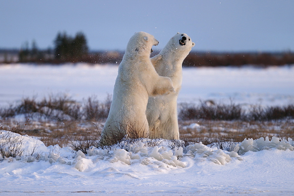 Male Polar Bears, Ursus maritimus, engaged in ritualistic mock fighting (serious injuries are rare), near Churchill, northern Manitoba, Hudson Bay, Canada