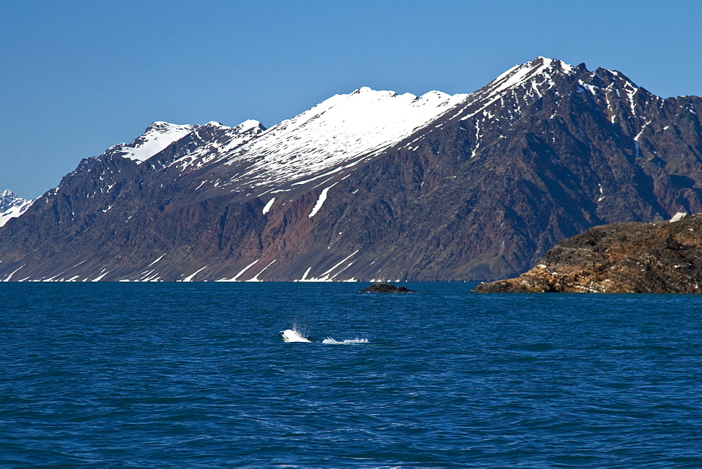 Adult beluga (Delphinapterus leucas) swimming near the coast in the Svalbard Archipelago, Norway