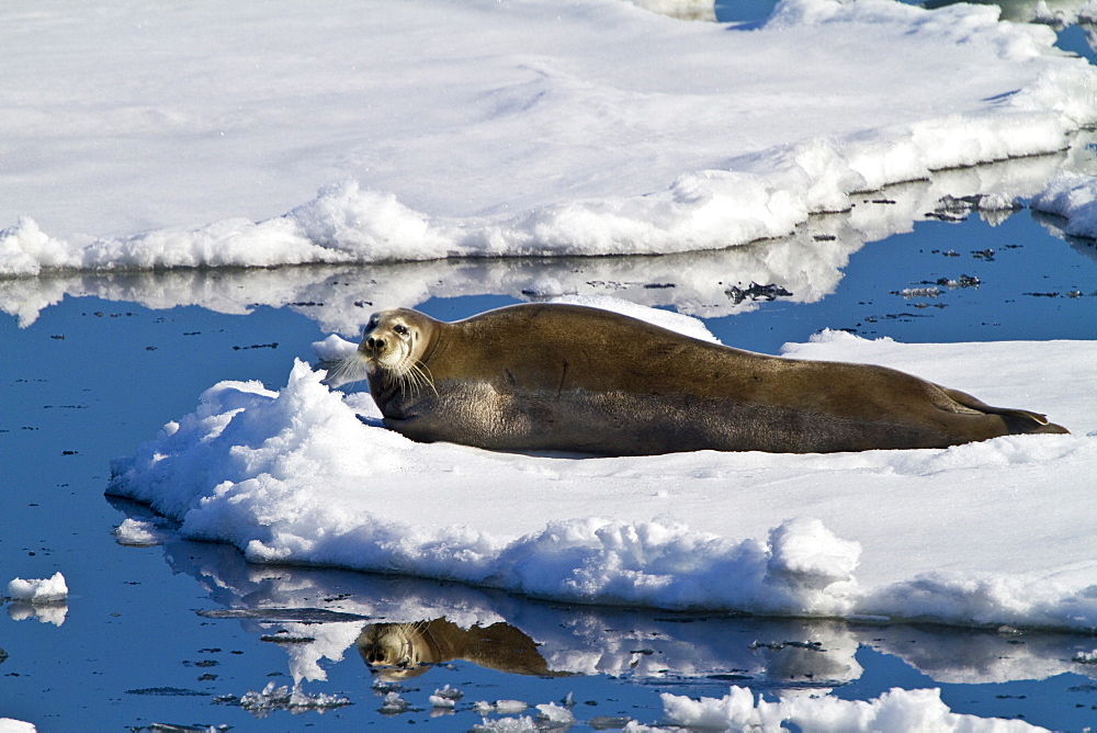 Adult bearded seal (Erignathus barbatus) hauled out on the ice in the Svalbard Archipelago, Norway