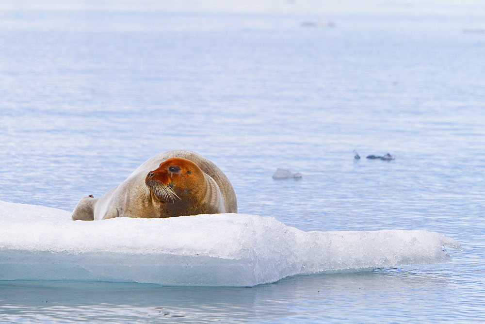 Adult bearded seal (Erignathus barbatus) hauled out on the ice in the Svalbard Archipelago, Norway