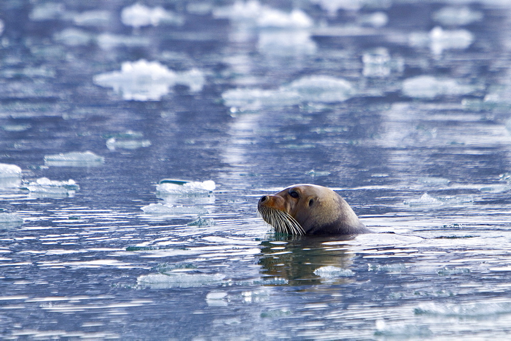 Adult bearded seal (Erignathus barbatus) swimming amongst the ice in the Svalbard Archipelago, Norway