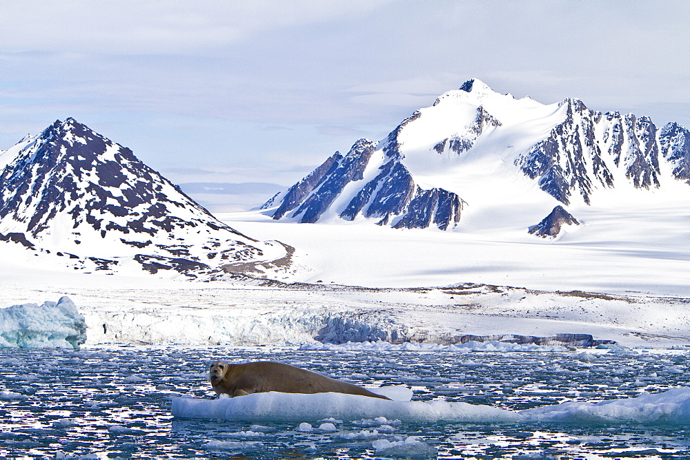 Adult bearded seal (Erignathus barbatus) hauled out on the ice in the Svalbard Archipelago, Norway