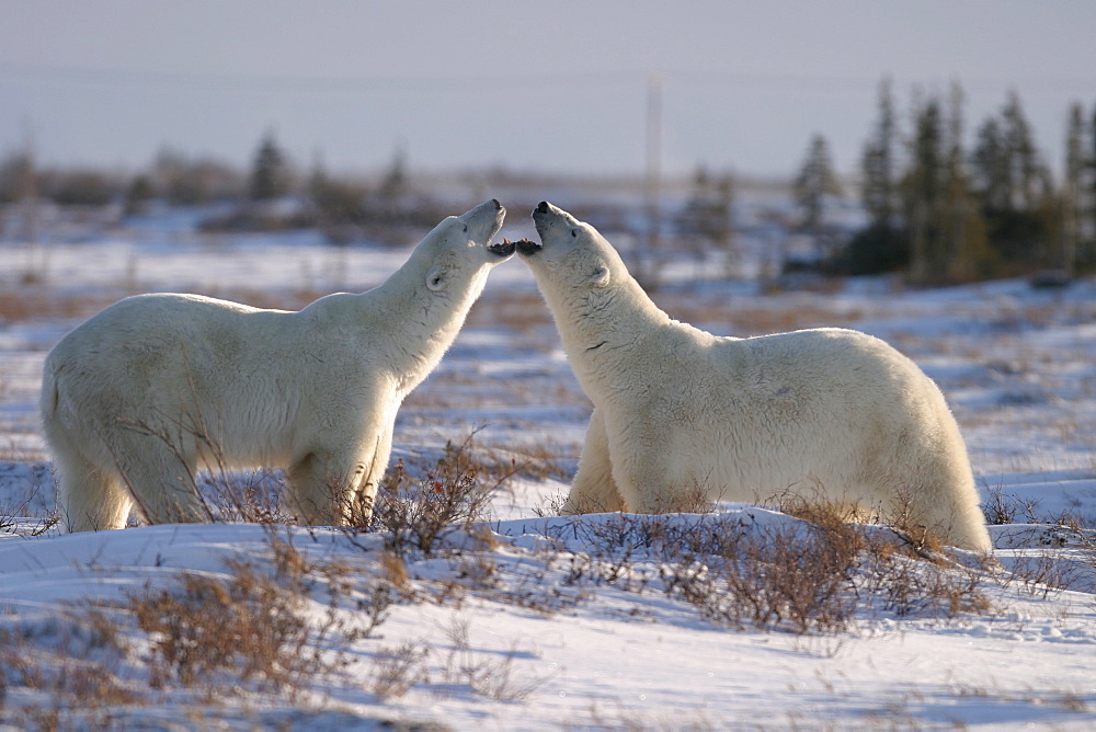 Male Polar Bears, Ursus maritimus, beginning to engage in ritualistic mock fighting (serious injuries are rare), near Churchill, northern Manitoba, Hudson Bay, Canada