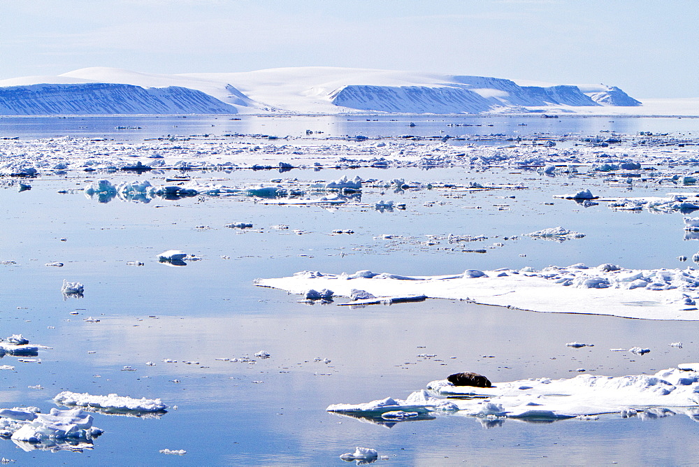 Adult bearded seal (Erignathus barbatus) hauled out on the ice in the Svalbard Archipelago, Norway