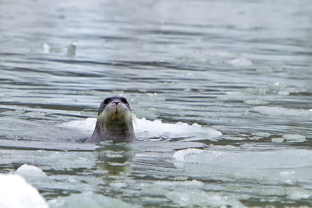 Adult bearded seal (Erignathus barbatus) swimming amongst the ice in the Svalbard Archipelago, Norway