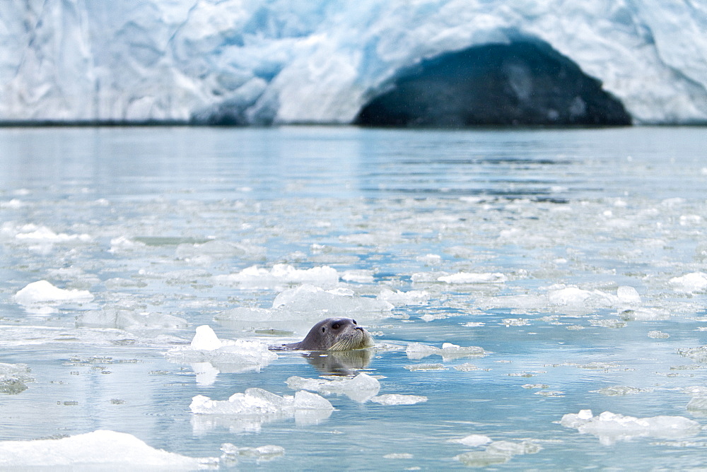 Adult bearded seal (Erignathus barbatus) swimming amongst the ice in the Svalbard Archipelago, Norway