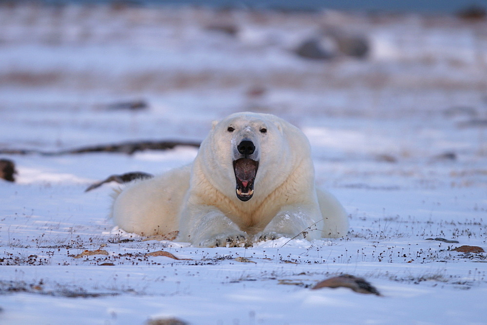 Adult male Polar Bear, Ursus maritimus, yawning while resting near Churchill, northern Manitoba, Hudson Bay, Canada