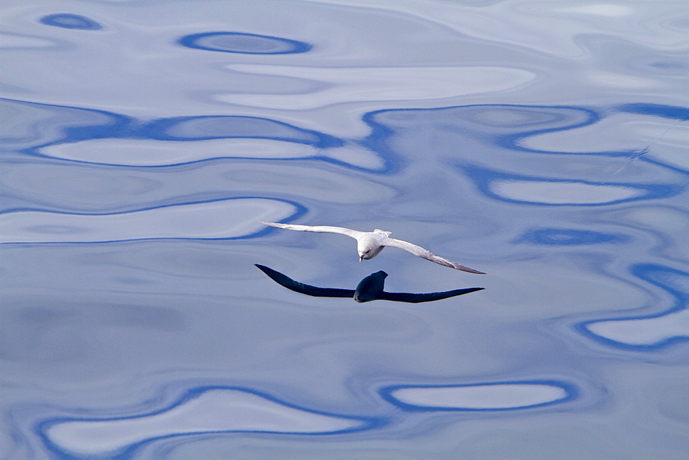 Northern fulmar (Fulmarus glacialis glacialis) on the wing in the Svalbard Archipelago, Norway