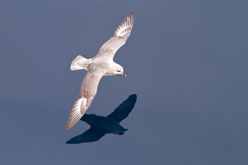 Northern fulmar (Fulmarus glacialis glacialis) on the wing in the Svalbard Archipelago, Norway