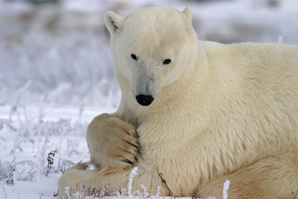 Mother Polar Bear, Ursus maritimus, on fresh snow near Churchill, northern Manitoba, Hudson Bay, Canada