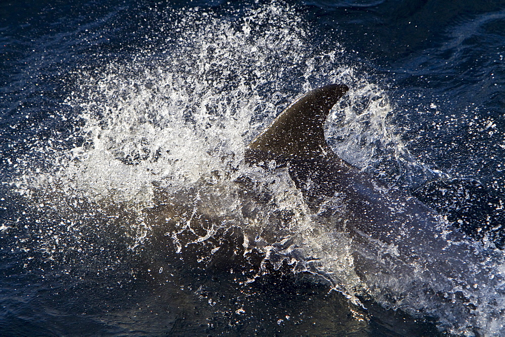 Adult White-beaked Dolphin (Lagenorhynchus albirostris) feeding in the rich waters off the northwest side of Spitsbergen in the Svalbard Archipelago, Norway