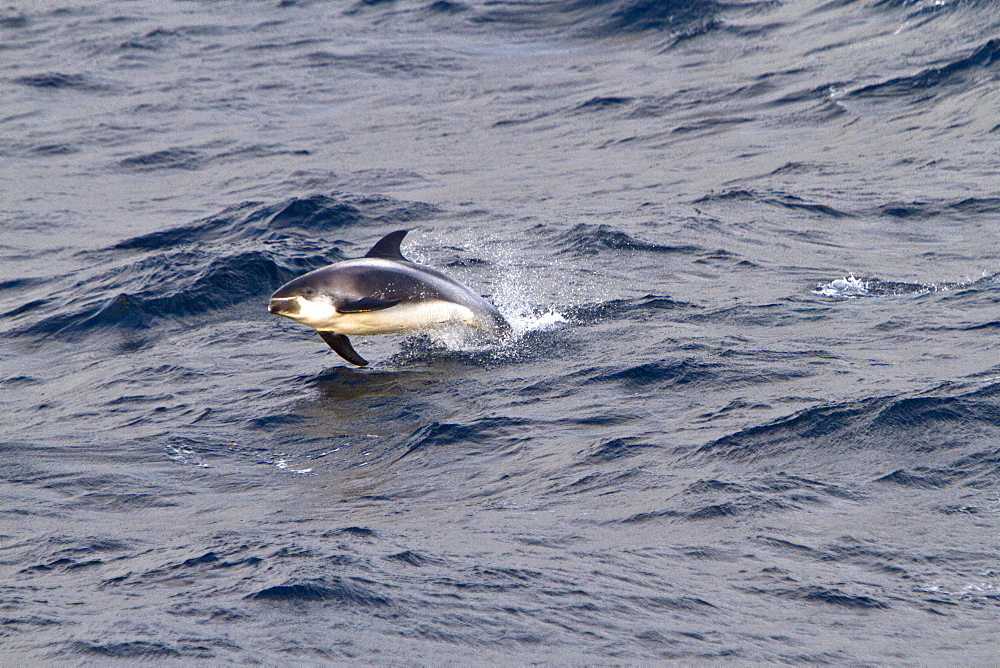 Adult White-beaked Dolphin (Lagenorhynchus albirostris) feeding in the rich waters off the northwest side of Spitsbergen in the Svalbard Archipelago, Norway