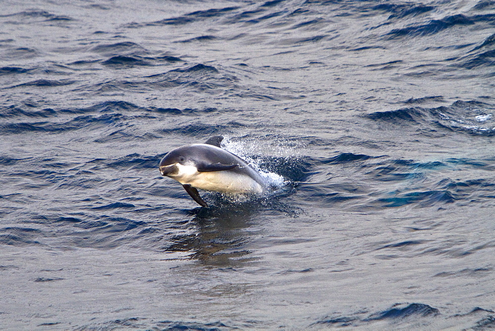 Adult White-beaked Dolphin (Lagenorhynchus albirostris) feeding in the rich waters off the northwest side of Spitsbergen in the Svalbard Archipelago, Norway