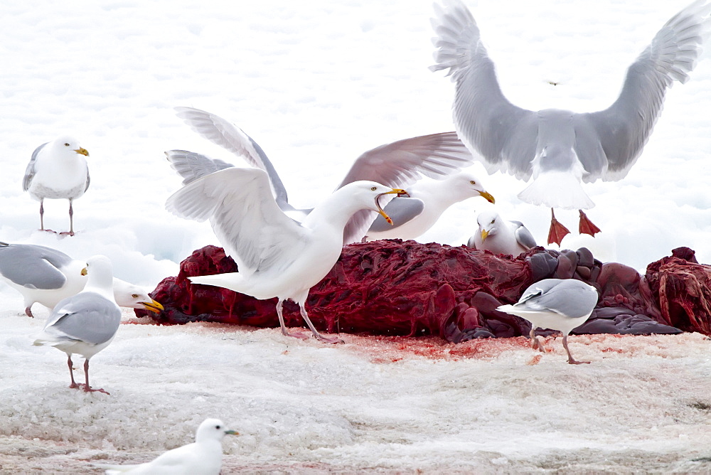 Adult glaucous gull (Larus hyperboreus) near a seal carcass in the Svalbard Archipelago, Norway