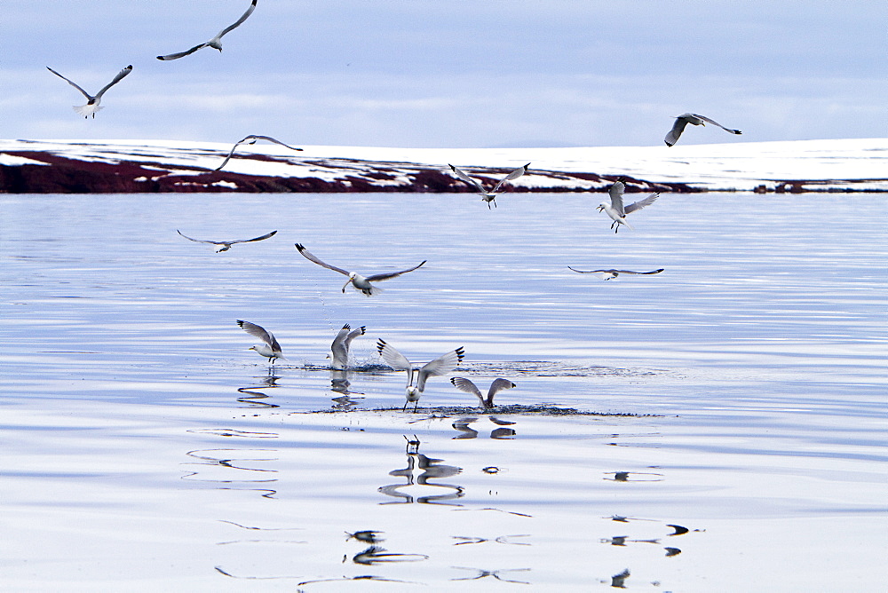 Adult black-legged kittiwake (Rissa tridactyla) near ice in the Svalbard Archipelago, Barents Sea, Norway