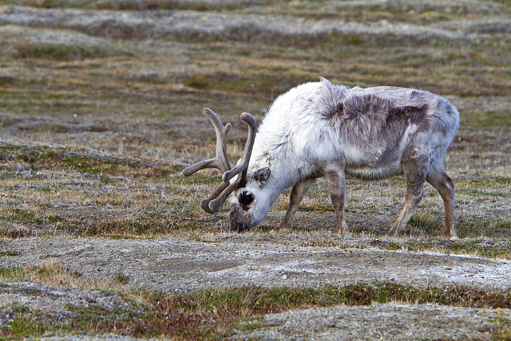 Adult Svalbard reindeer (Rangifer tarandus platyrhynchus) grazing within the town limits of Longyearbyen on Spitsbergen in the Svalbard Archipelago, Norway