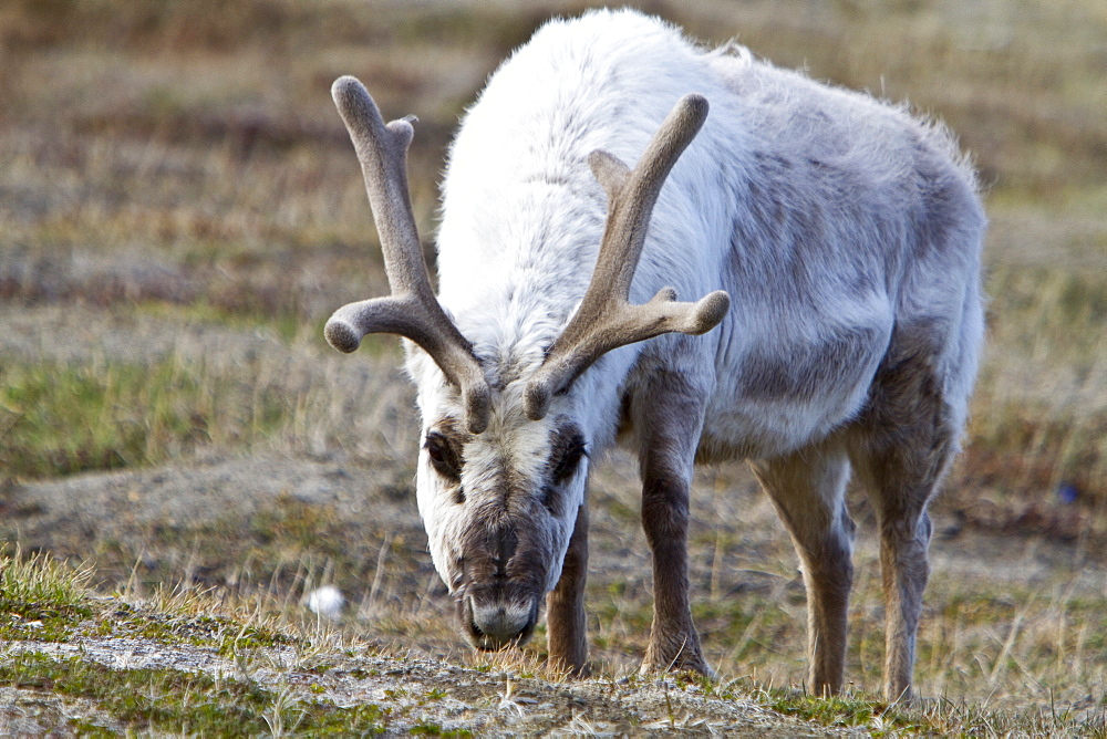 Adult Svalbard reindeer (Rangifer tarandus platyrhynchus) grazing within the town limits of Longyearbyen on Spitsbergen in the Svalbard Archipelago, Norway